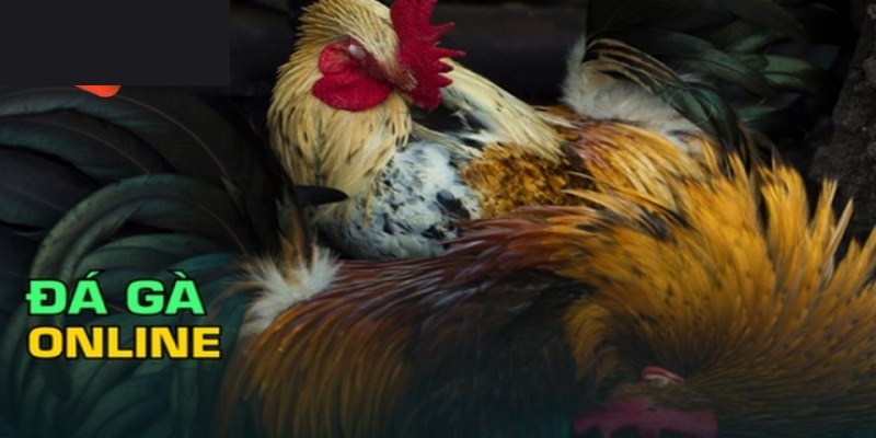 Bỏ túi kinh nghiệm chơi đá gà Bet88 từ chuyên gia